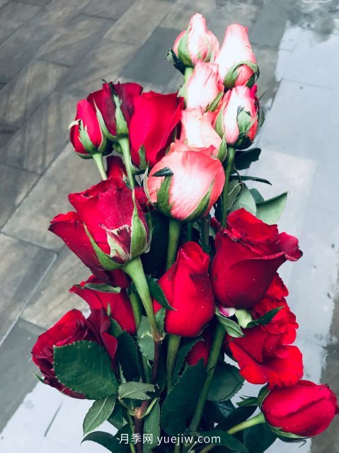 月季 推荐17个中国古老月季品种,比肩欧月好看的国月(图11)