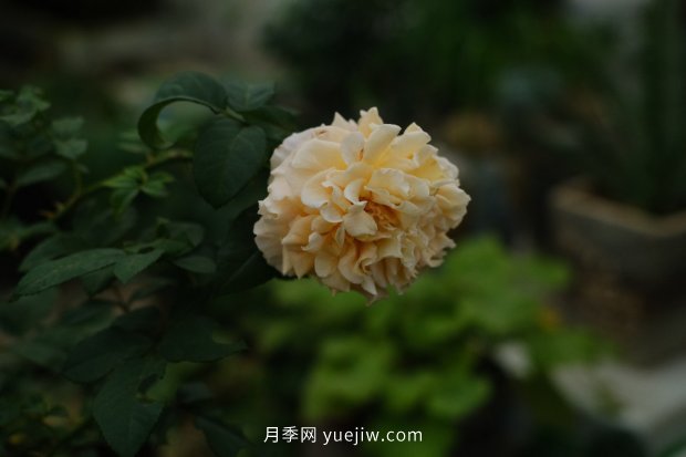 月季 推荐17个中国古老月季品种,比肩欧月好看的国月(图9)