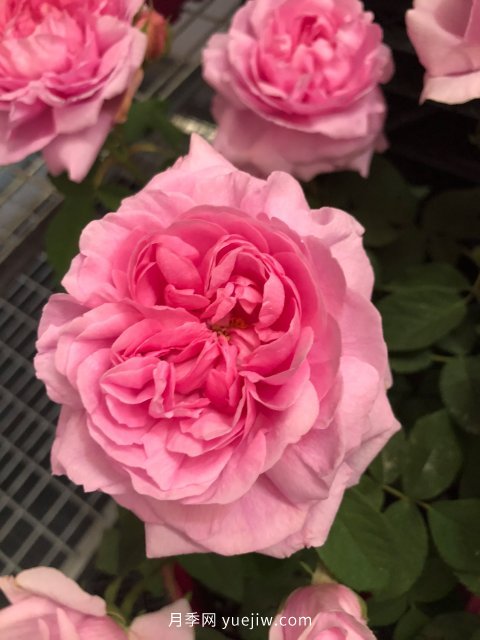 月季 推荐17个中国古老月季品种,比肩欧月好看的国月(图7)