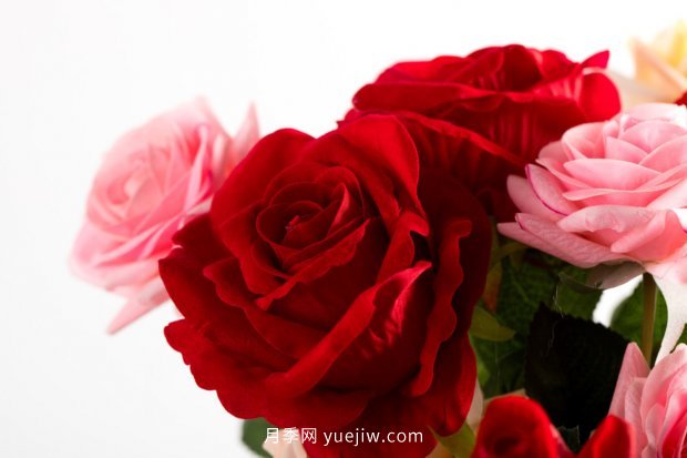 月季 推荐17个中国古老月季品种,比肩欧月好看的国月(图5)