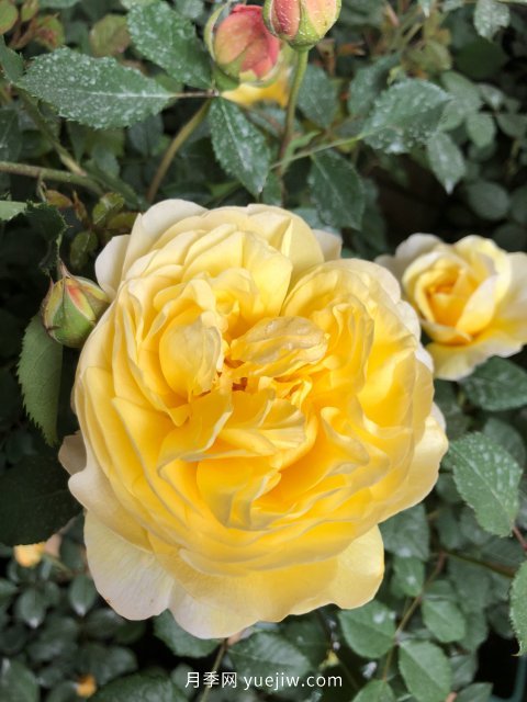 月季 推荐17个中国古老月季品种,比肩欧月好看的国月(图6)