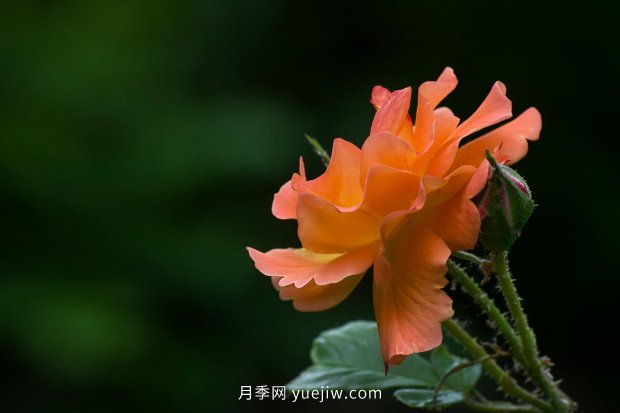 月季 推荐17个中国古老月季品种,比肩欧月好看的国月(图14)