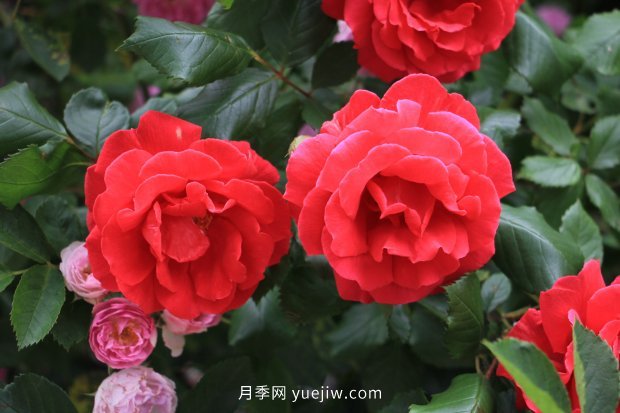 月季 推荐17个中国古老月季品种,比肩欧月好看的国月(图12)