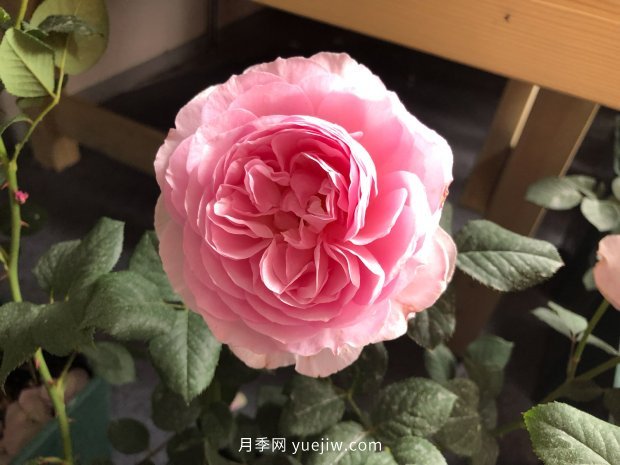 10个勤花抗病的优秀月季品种推荐(图3)