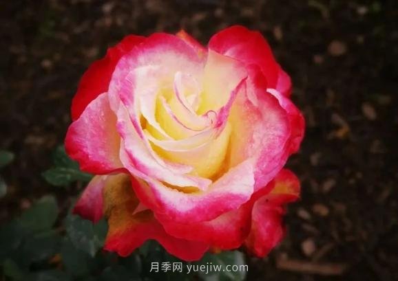 成都植物园也有月季园了，超美盛花期来啦(图6)