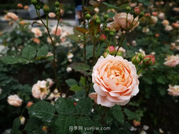 成都植物园也有月季园了，超美盛花期来啦(图5)