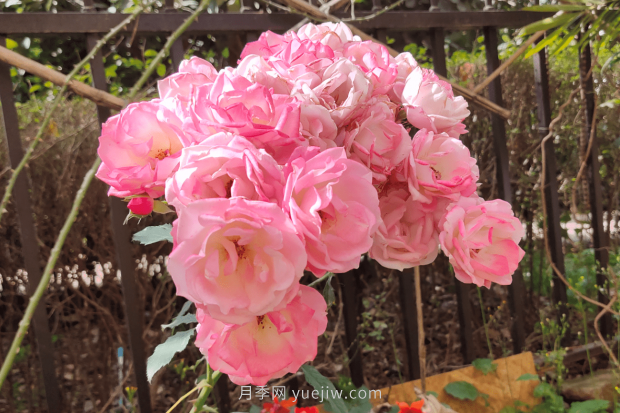 推荐4个适合新花友种植的藤本月季品种，长势强劲开花量大(图3)