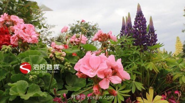 第十一届中国月季展览会:走进常州展园(图2) 第十一届中国月季展览会:走进常州展园(图2)