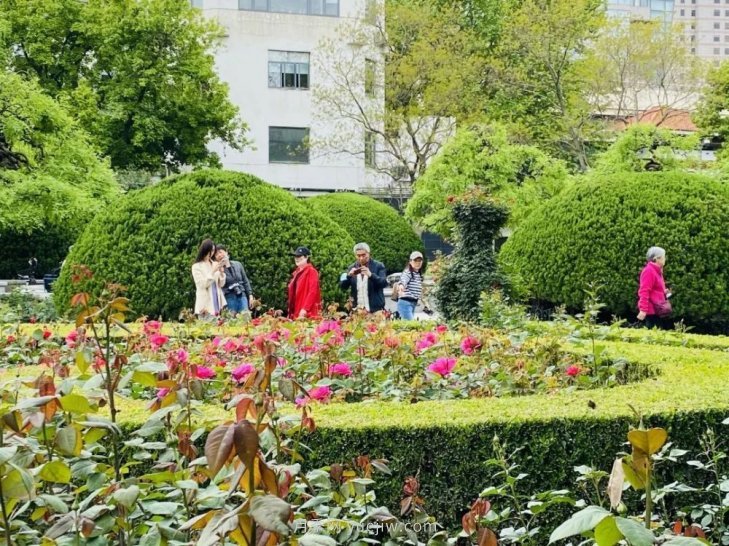 上海复兴公园月季园,月季花开献给市民的视觉盛宴(图4) 上海复兴公园月季园,月季花开献给市民的视觉盛宴(图4)