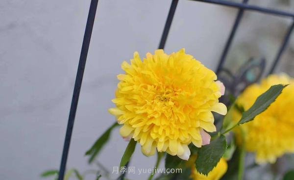 像秋菊的大花月季—“烟花波浪月季”(图1) 像秋菊的大花月季—“烟花波浪月季”(图1)