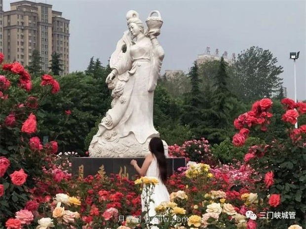 月季名园：三门峡市涧河公园月季园(图3)