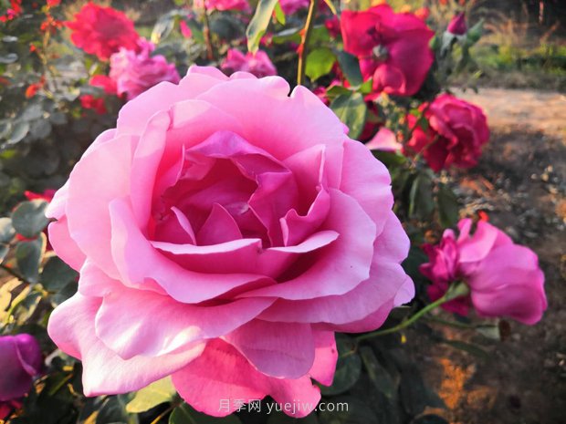 大花月季在露地栽培中应注意什么(图1)