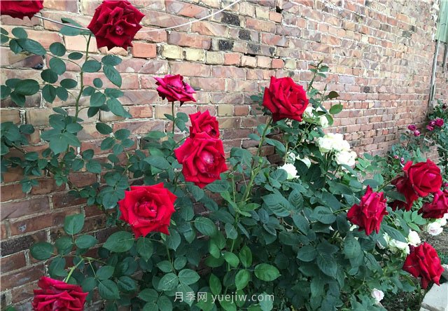 5月最后2天，月季春花将要谢幕了(图4)