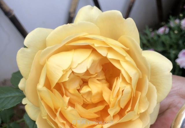 推荐6个浓香月季品种，抗病好养，香水月季就选她(图4)