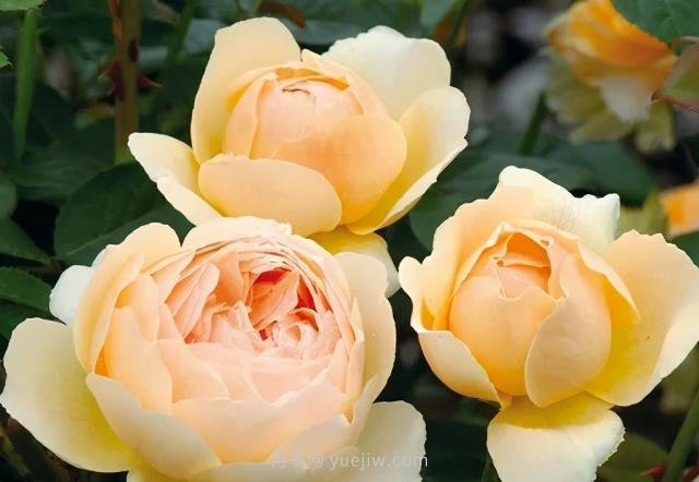 推荐6个浓香月季品种，抗病好养，香水月季就选她(图6)