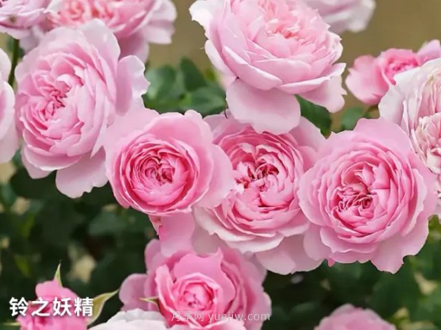 推荐阳台党必入的四款微型月季品种，你猜到了吗(图1)