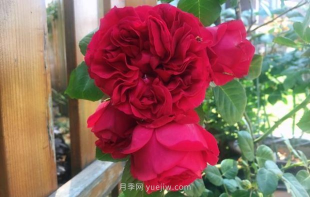 推荐16个世界上***受欢迎的月季品种，都获得过荣誉(图12)