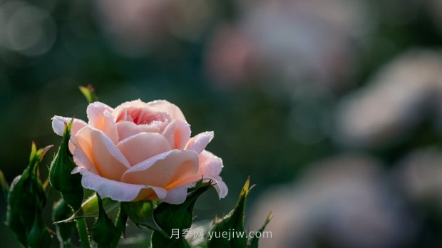 月季苗哪里买？买哪种规格的苗？买什么品种的苗？(图3)