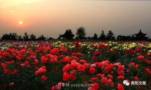 南阳自然条件卓越,产业发展迅速,独享“世界名称城”称号(图1) 南阳自然条件卓越,产业发展迅速,独享“世界月季名城”称号(图1)