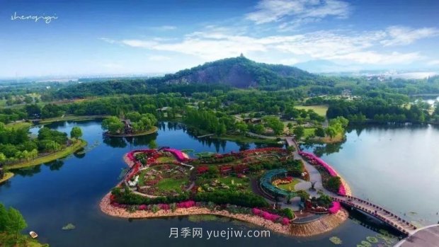 辰山植物园 现代月季之路(图10)