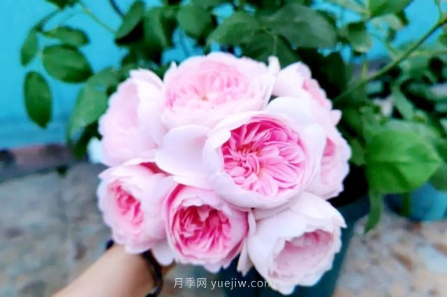 卡罗拉月季，切花也能玩出新高度(图2)