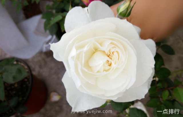 世界十大最美月季花品种 瑞典女王月季最为清新迷人(图7)