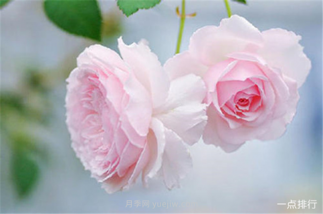 世界十大最美月季花品种 瑞典女王月季最为清新迷人(图5)