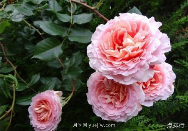 世界十大最美月季花品种 瑞典女王月季最为清新迷人(图6)