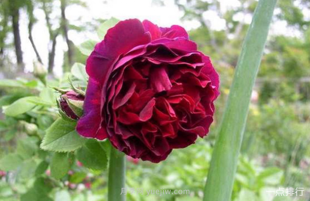 世界十大最美月季花品种 瑞典女王月季最为清新迷人(图4)