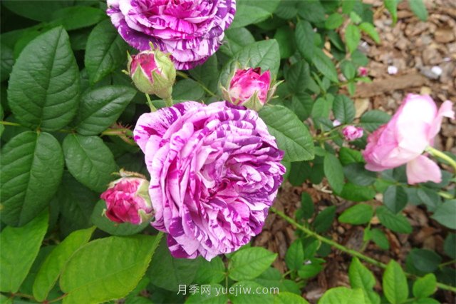 魅惑月季(图3)