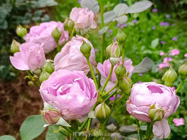 蓝色风暴，一款仙气飘飘的蓝紫色月季(图1)