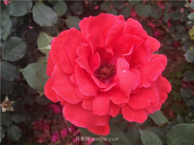 20种经典月季品种，妆点南阳火热的夏季(图1)