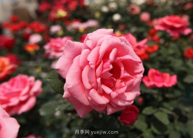 20种经典月季品种，妆点南阳火热的夏季(图2)