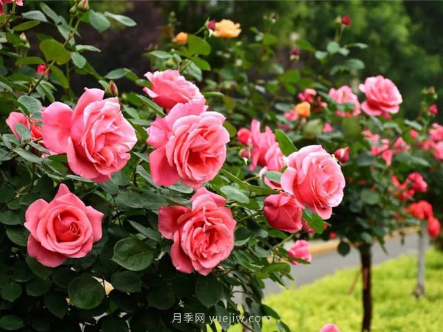 粉扇月季大花国月推荐(图2)