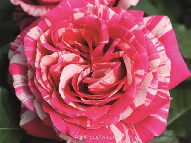 最佳印象月季(图3)