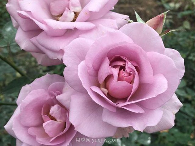 紫色慕莎月季/紫色暮莎(图1)