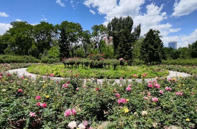 太原市第一届月季文化节6月8日闭幕(图3)