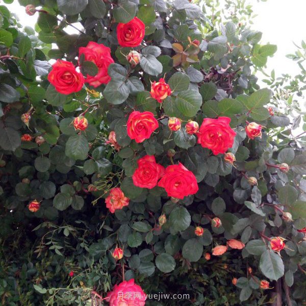 藤彩云月季(图2)