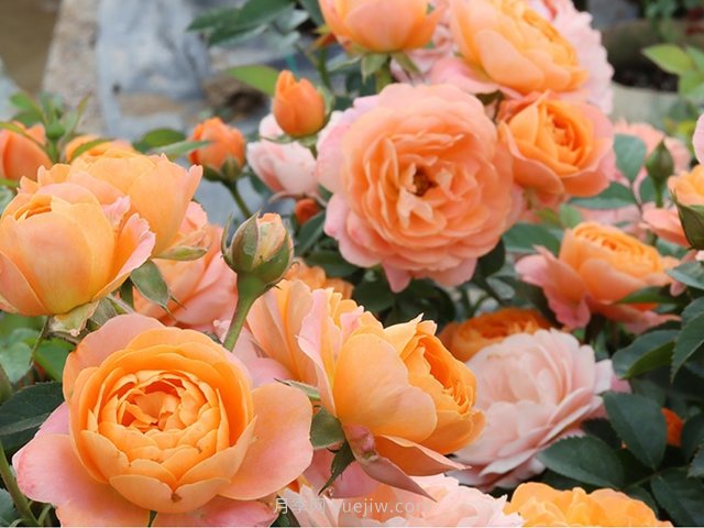 果汁阳台,2021年流行的阳台月季花品种(图1) 果汁阳台,2021年流行的必选阳台月季花品种(图1)