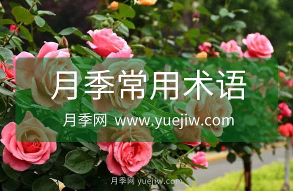 月季常用规格术语大全(图1)