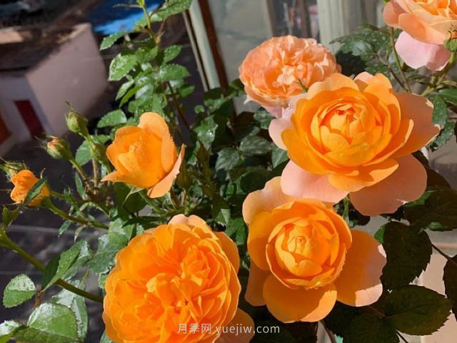 推荐适合夏天养的5种月季花,花量大,不怕晒(图2) 推荐适合夏天养的5种月季花,花量大不怕晒(图2)