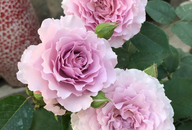 推荐适合夏天养的5种月季花,花量大,不怕晒(图5) 推荐适合夏天养的5种月季花,花量大不怕晒(图5)