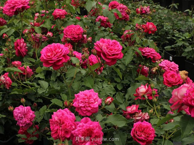 美心月季(图4)