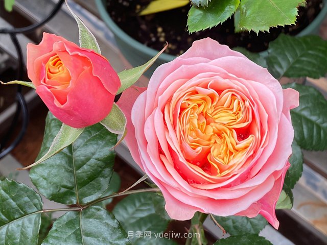 为什么越来越多的月季花友抛弃欧月?这些缺点不足:很多人的痛点(图2) 为什么越来越多的月季花友抛弃欧月?这些缺点是很多人的痛点(图2)