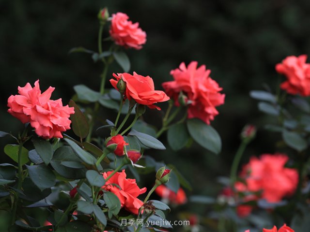 月季-花之皇后(图1) 月季-花之皇后(图1)