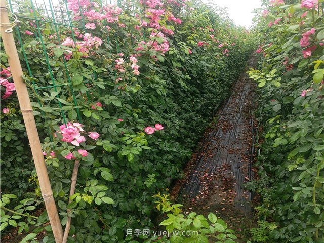 藤本月季不开花不爬藤是什么原因造成的？(图1)
