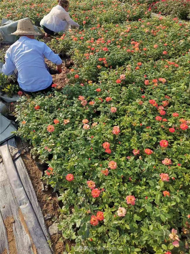 红从容月季盆栽苗2万盆起苗装车(图1)