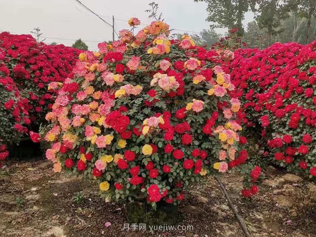 制作球形月季造型方法(图1)