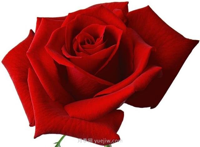 舌尖上的爱情之花:玫瑰(图1) 舌尖上的爱情之花:玫瑰(图1)