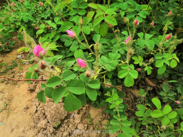 种棵食用玫瑰,除了观赏还有4个用途(图1) 种棵食用玫瑰,除了观赏还有4个用途(图1)
